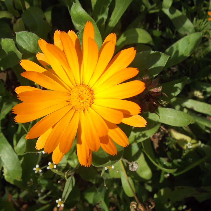 Tuingoudsbloem (Calendula officinalis) zaden