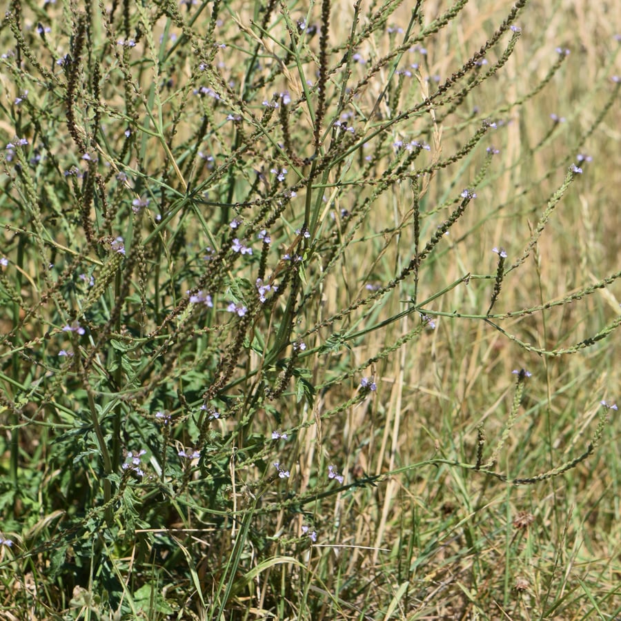 IJzerhard (Verbena officinalis) zaden