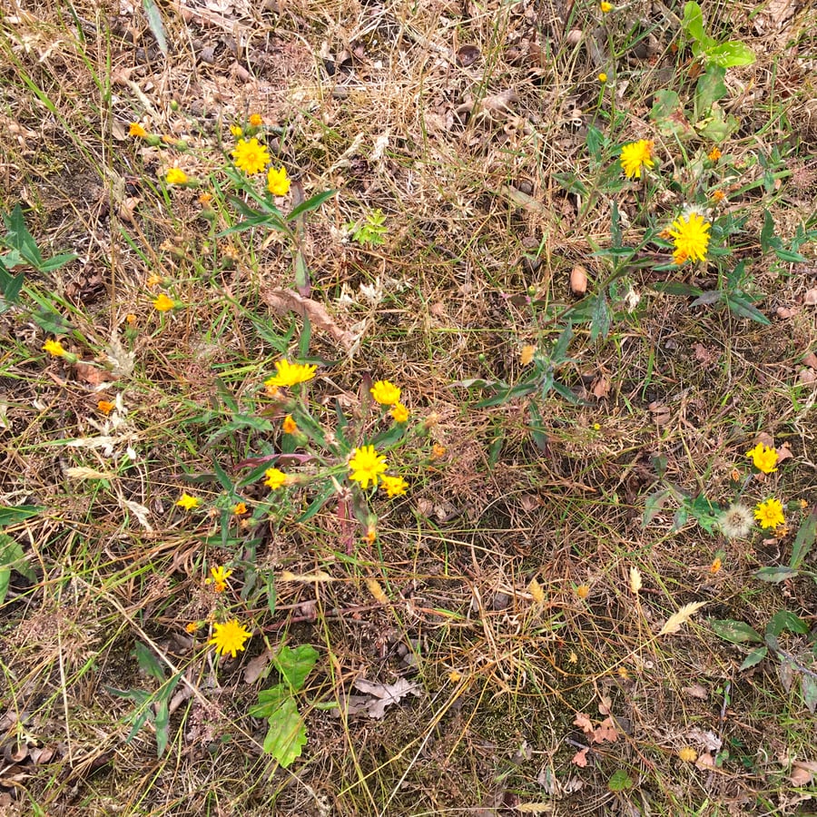 Stijf havikskruid (Hieracium sect. Tridentata) zaden
