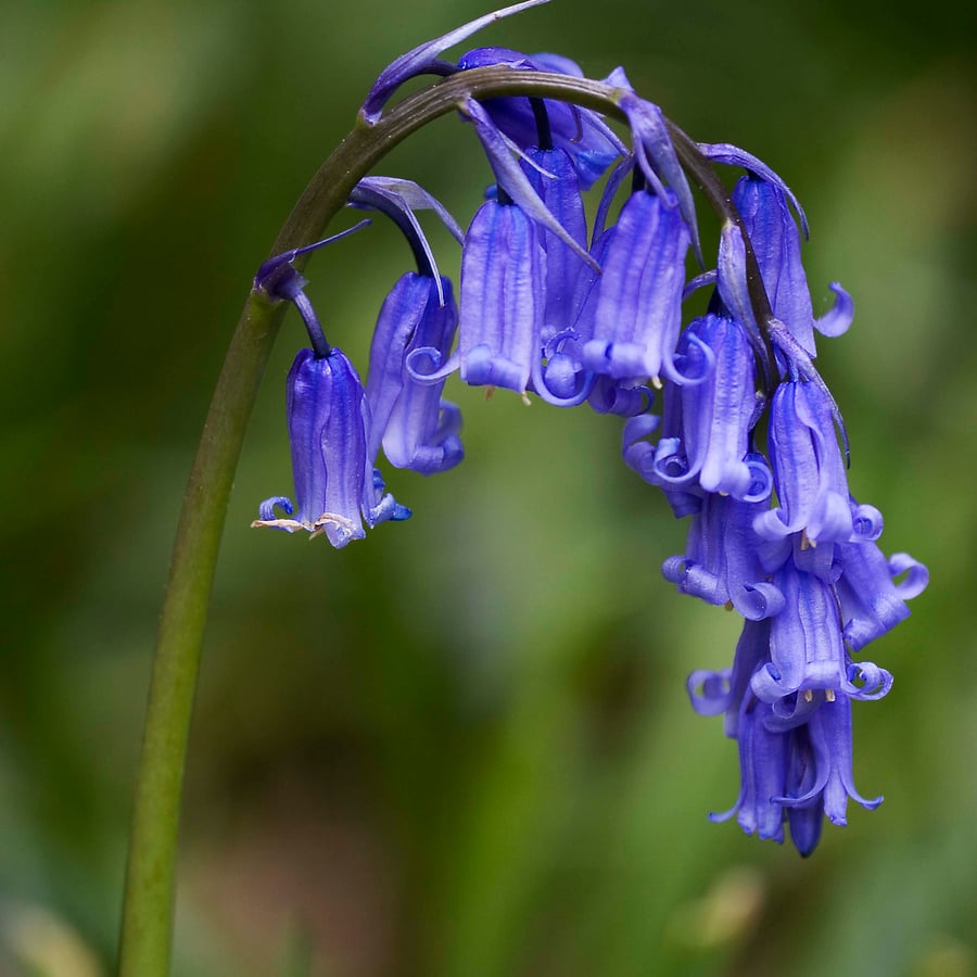 Wilde hyacinth (Hyacinthoides non-scripta) zaden