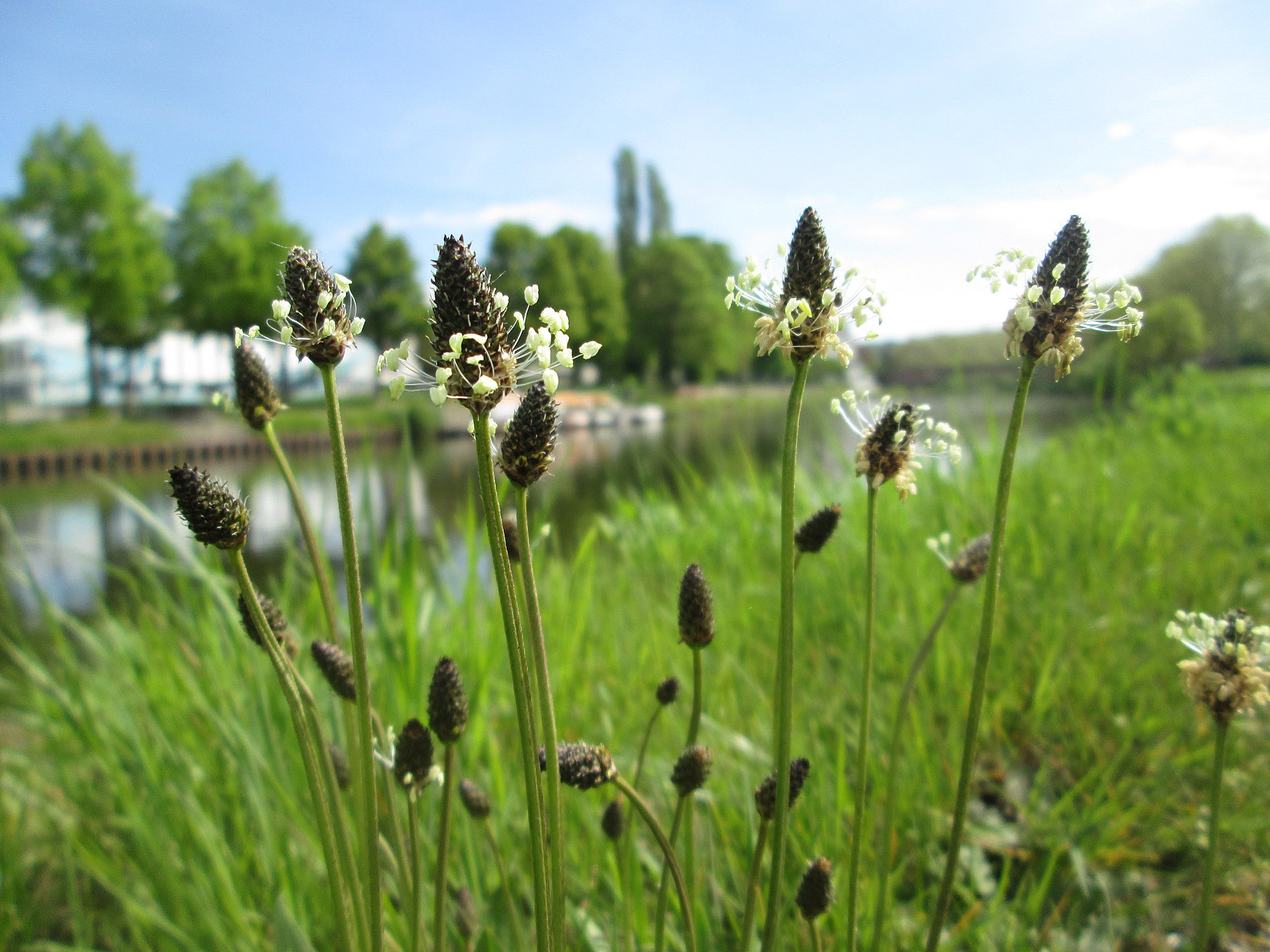 Smalle weegbree (Plantago lanceolata) zaden