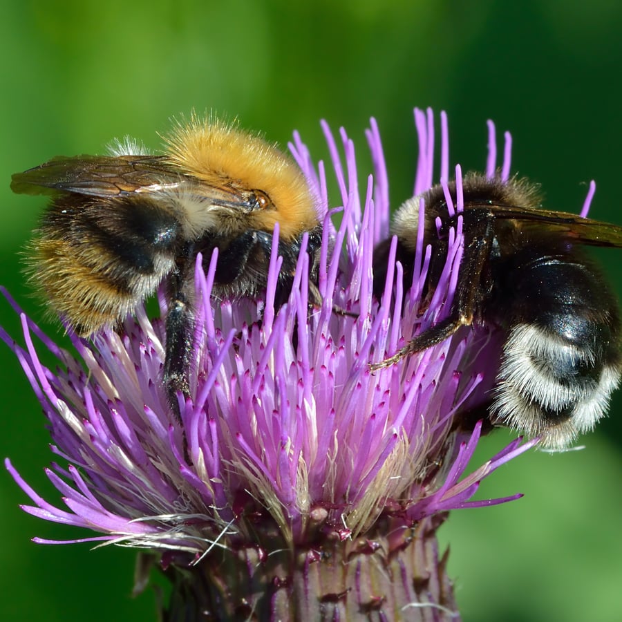 Sombere vederdistel (Cirsium heterophyllum) zaden