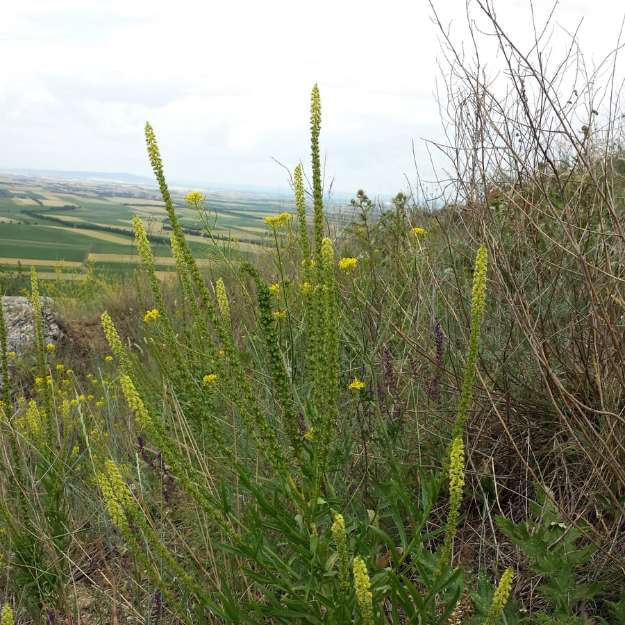 Wouw (Reseda luteola) zaden