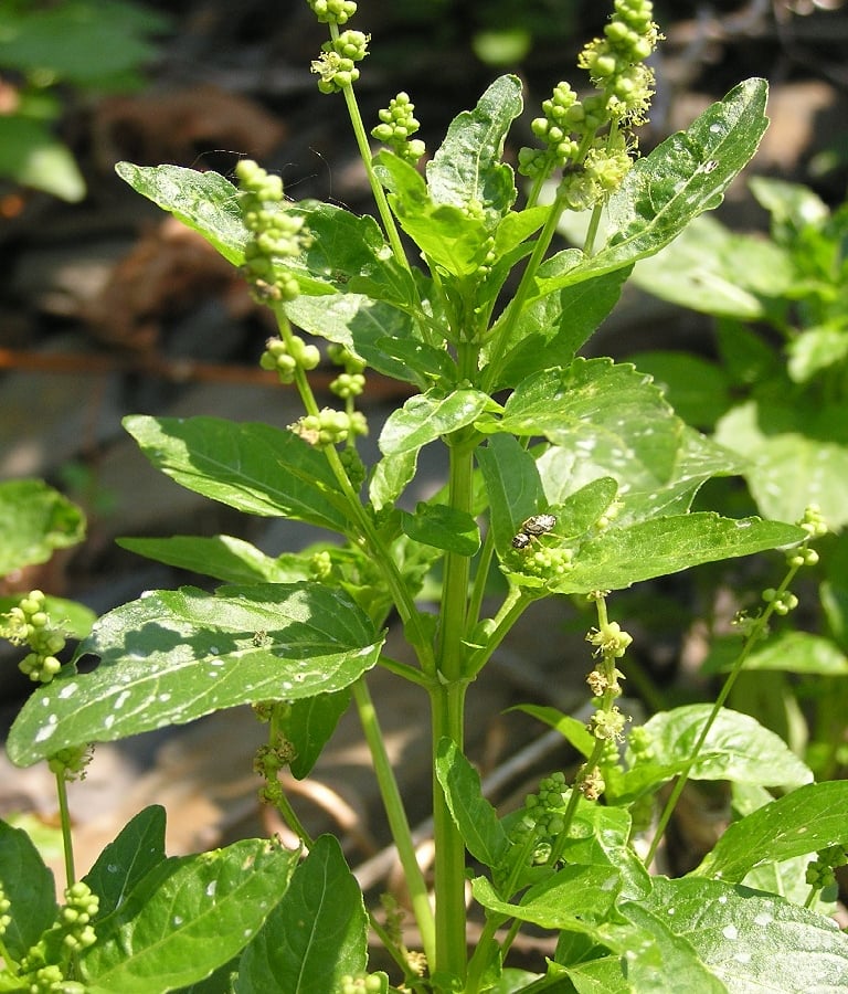 Tuinbingelkruid (Mercurialis annua) zaden