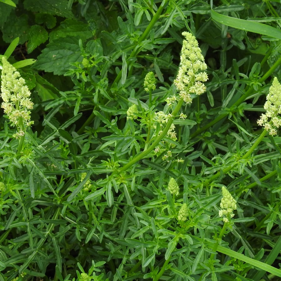 Wilde reseda (Reseda lutea) zaden