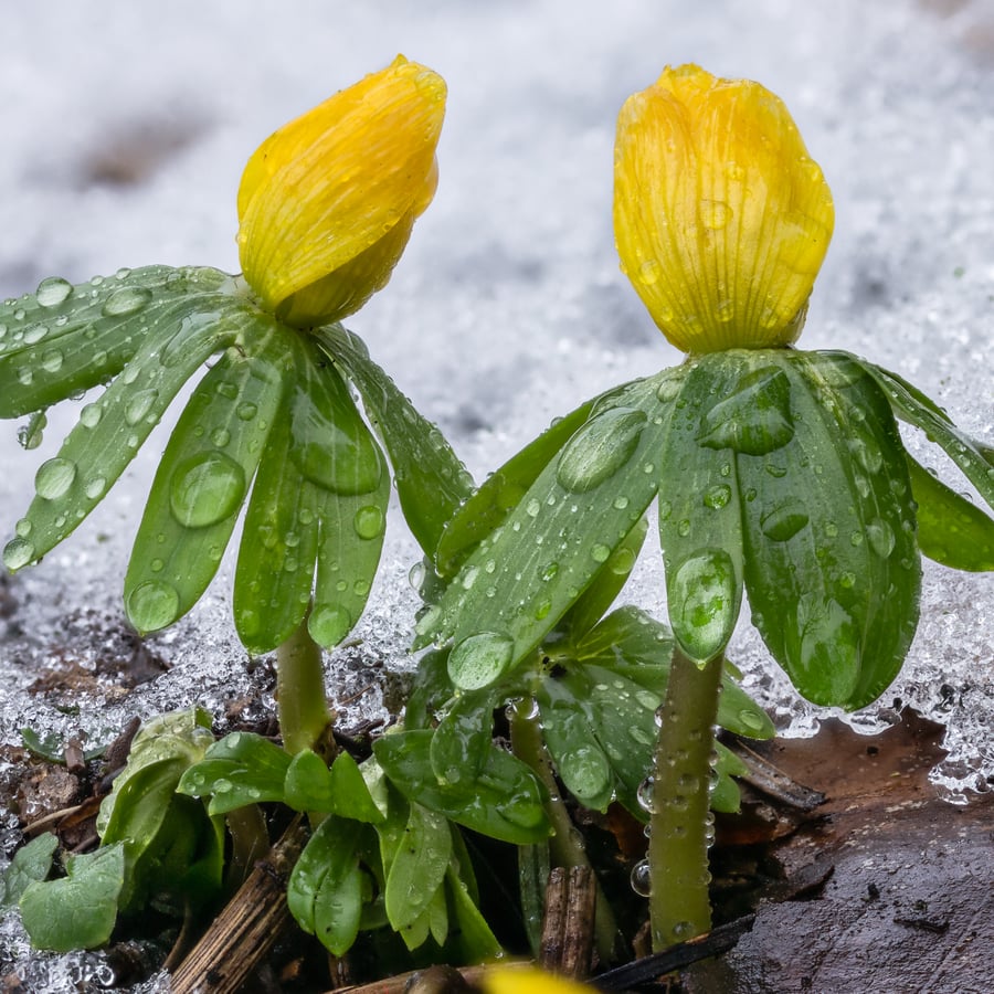 Winterakoniet (Eranthis hyemalis) zaden
