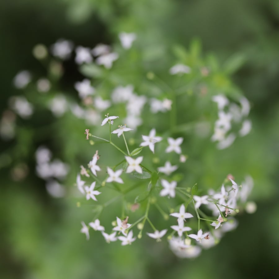 Glad walstro (Galium mollugo ssp. erectum) zaden