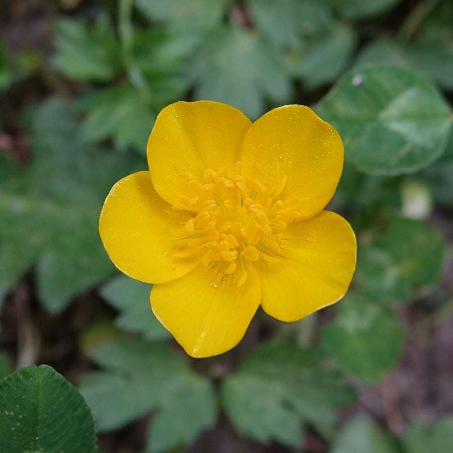 Kruipende boterbloem (Ranunculus repens) zaden