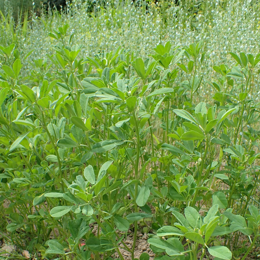 Fenegriek (Trigonella foenum-graecum) zaden
