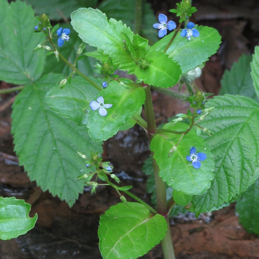 Beekpunge (Veronica beccabunga) zaden