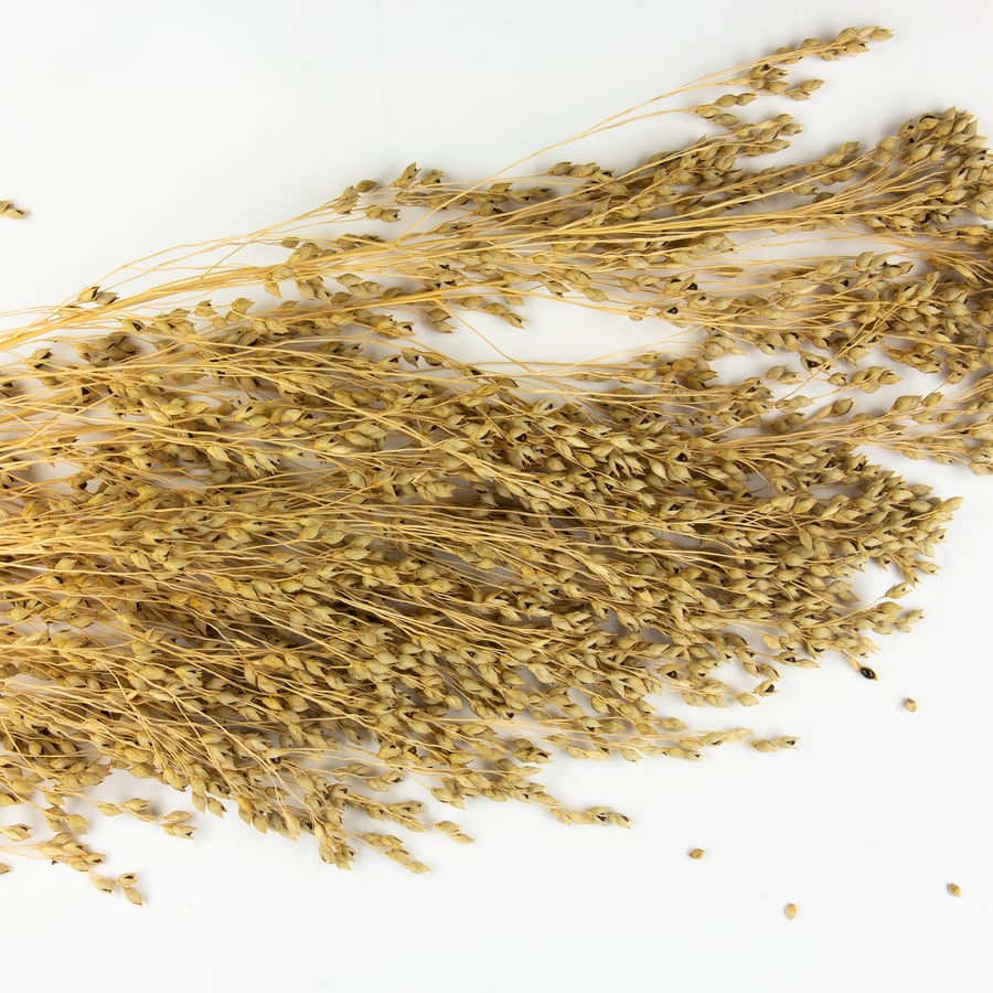 Pluimgierst (Panicum miliaceum) zaden