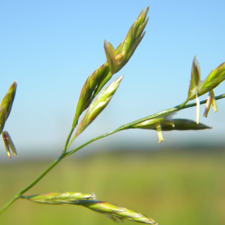 Beemdlangbloem BIO (Schedonorus pratensis) zaden
