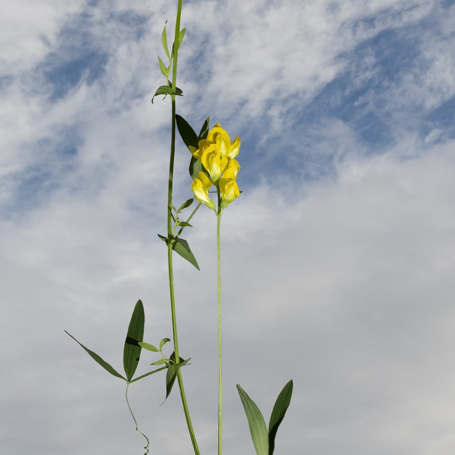 Veldlathyrus (Lathyrus pratensis) zaden