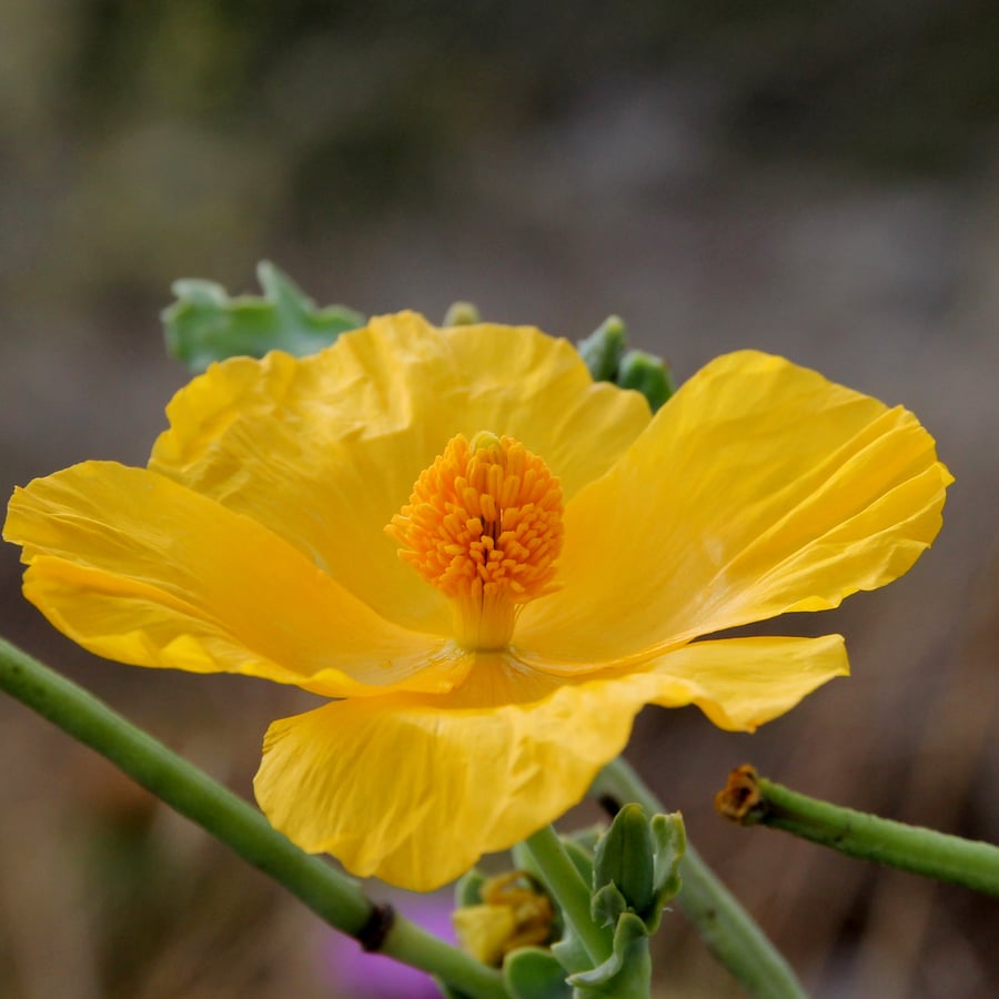 Gele hoornpapaver (Glaucium flavum) zaden