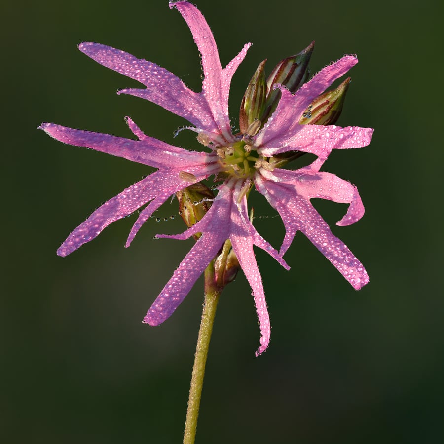 Silene flos-cuculi (Echte koekoeksbloem) zaden