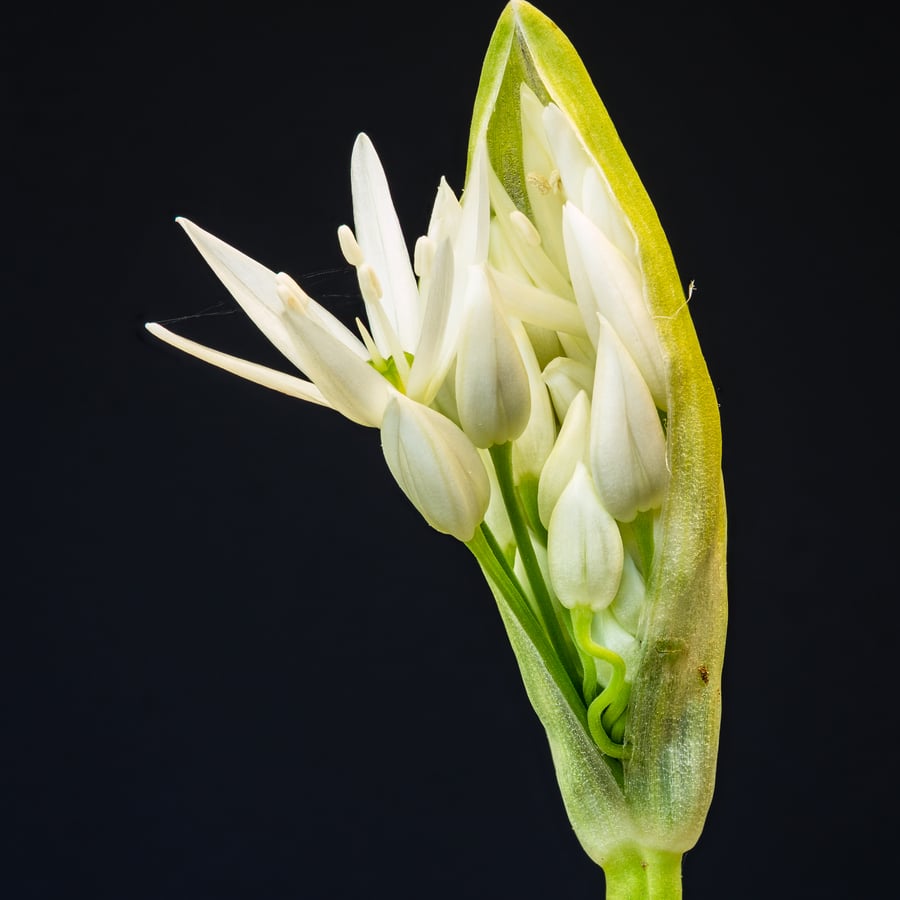 Daslook (Allium ursinum) zaden