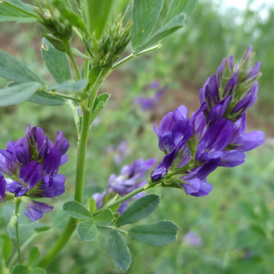 Luzerne/Alfalfa (Medicago sativa) zaden