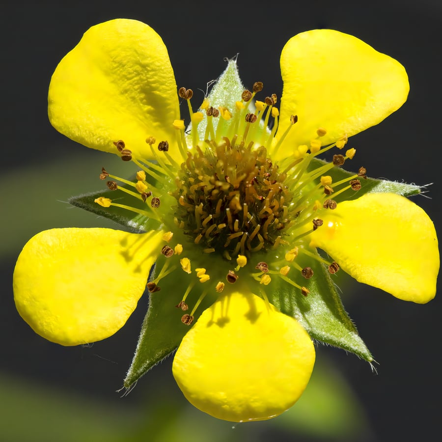 Geel nagelkruid (Geum urbanum) zaden