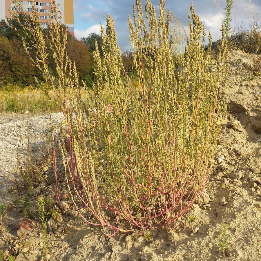 Melganzenvoet (Chenopodium album) zaden