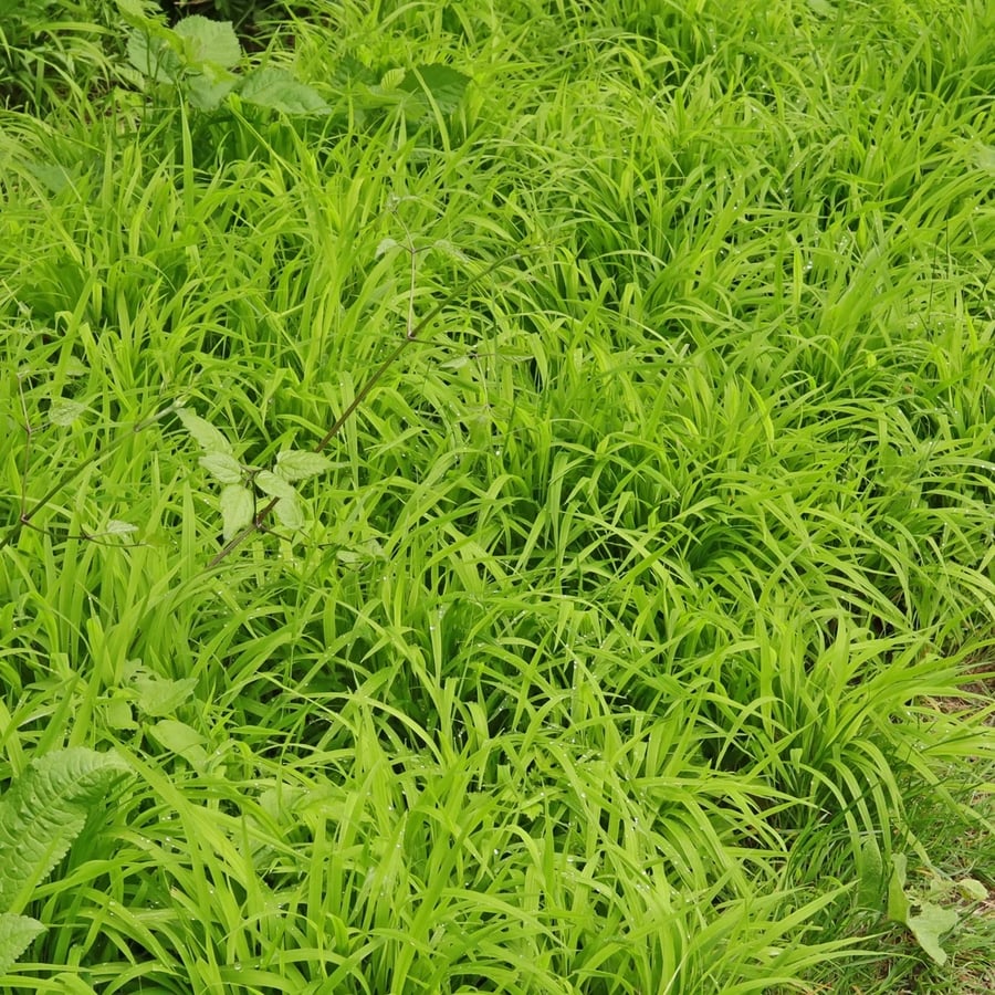 Boskortsteel (Brachypodium sylvaticum) zaden