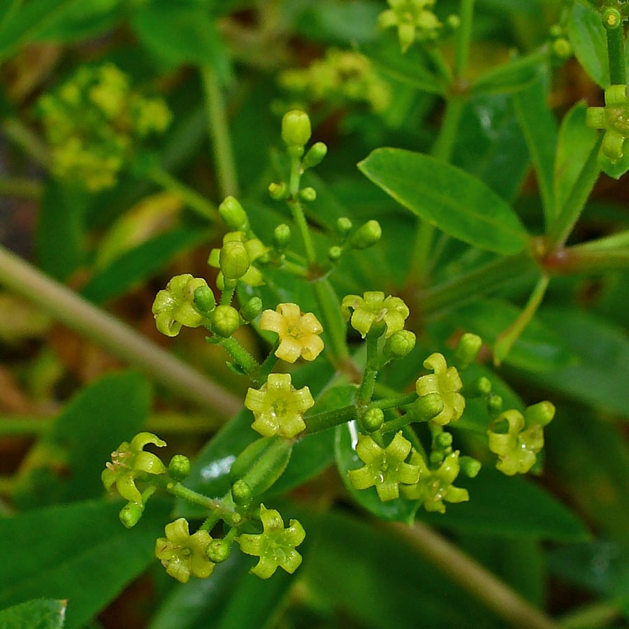 Meekrap (Rubia tinctorum) zaden