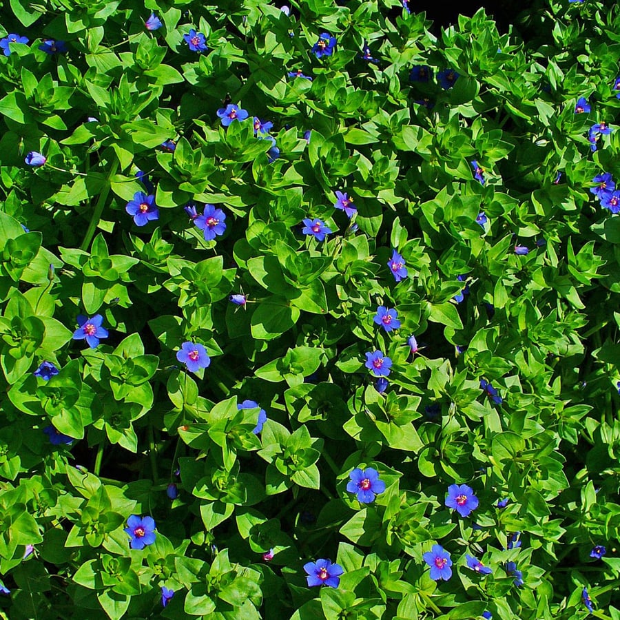 Blauw guichelheil (Anagallis arvensis ssp. foemina) zaden