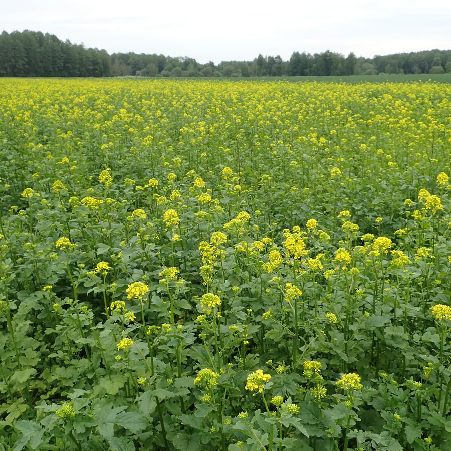 Witte mosterd (Sinapis alba) zaden