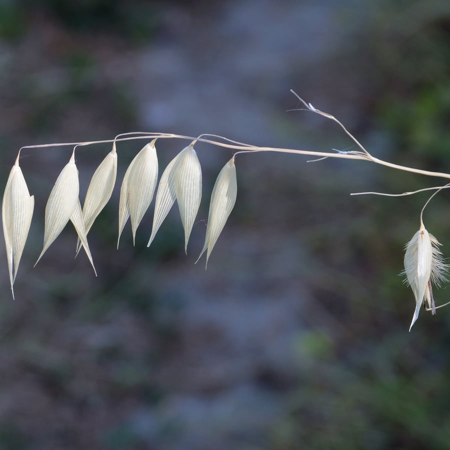 Oot (Avena fatua) zaden