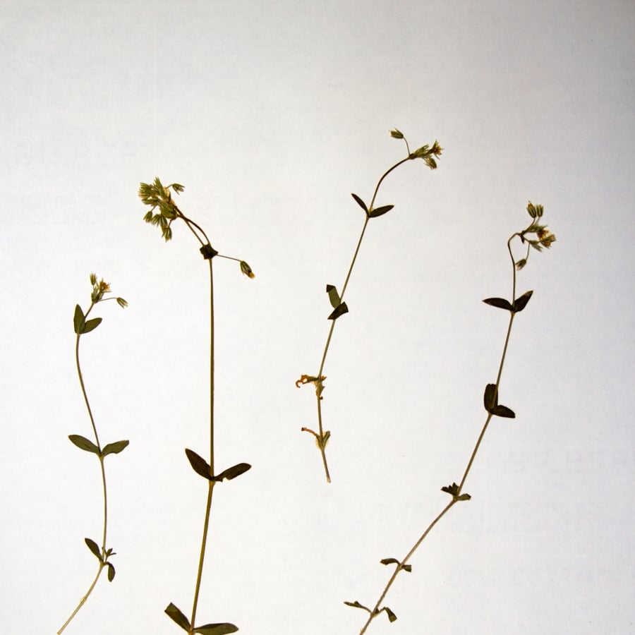 Glanzige hoornbloem (Cerastium fontanum ssp. holosteoides) zaden