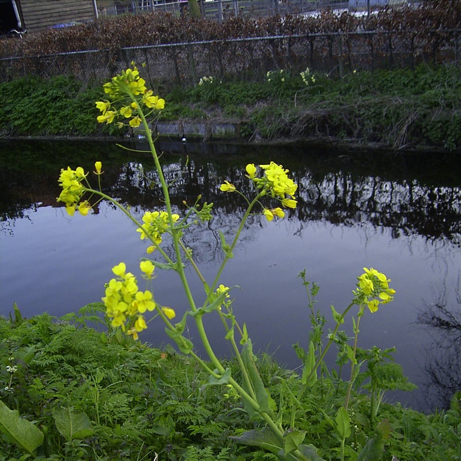 Raapzaad (Brassica rapa) zaden