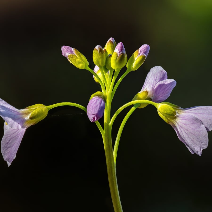 Pinksterbloem (Cardamine pratensis) zaden