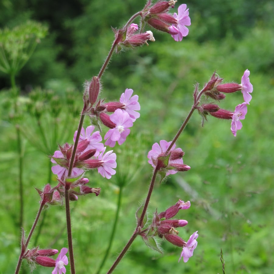 Dagkoekoeksbloem (Silene dioica) zaden