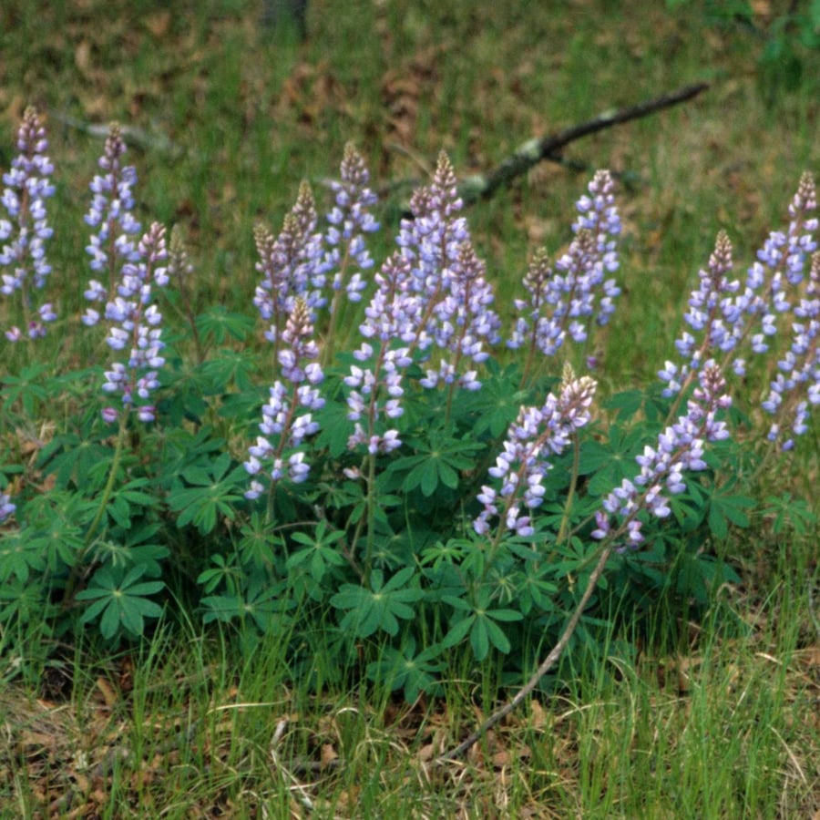 Wilde lupine (Lupinus perennis) zaden