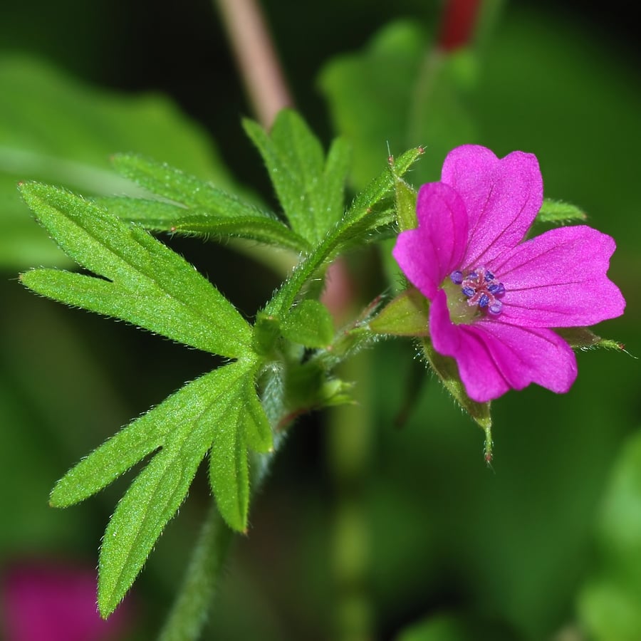 Slipbladig ooievaarsbek (Geranium dissectum) zaden