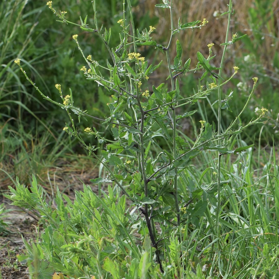 Gewone raket (Sisymbrium officinale) zaden