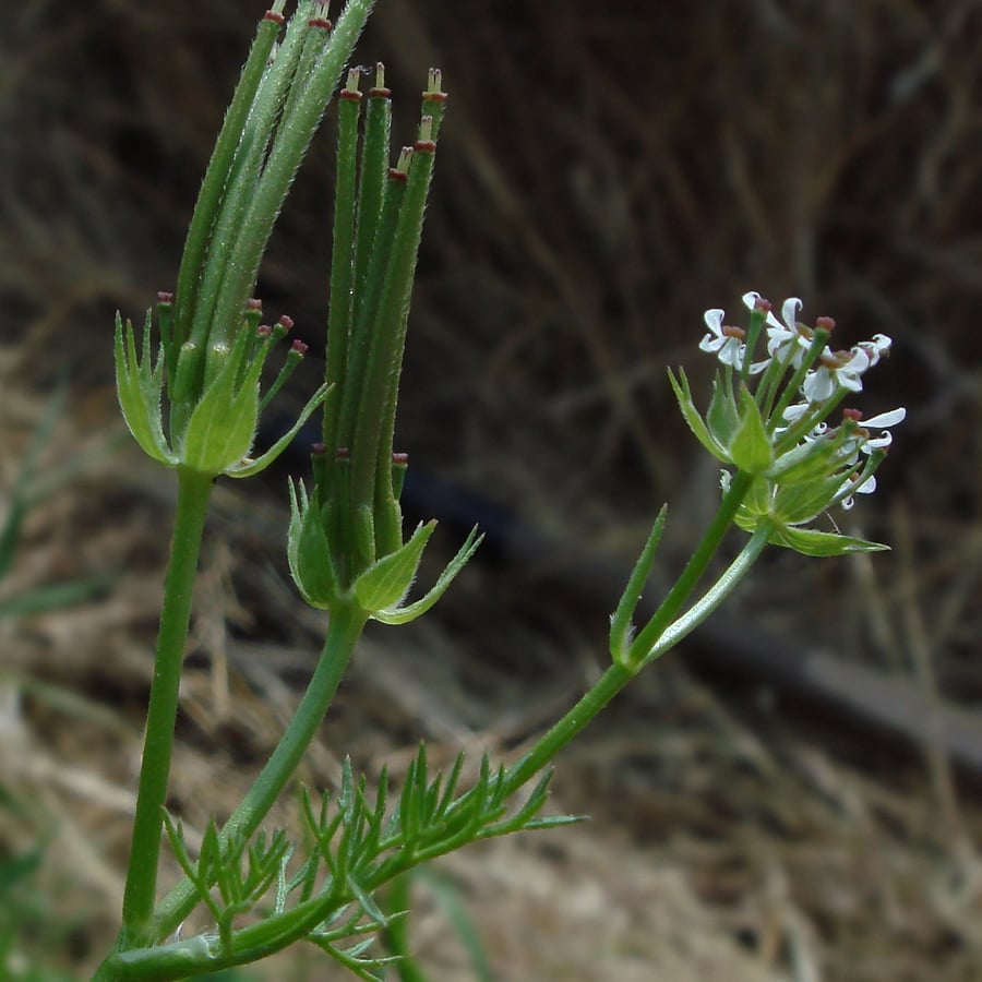 Naaldenkervel (Scandix pecten-veneris) zaden