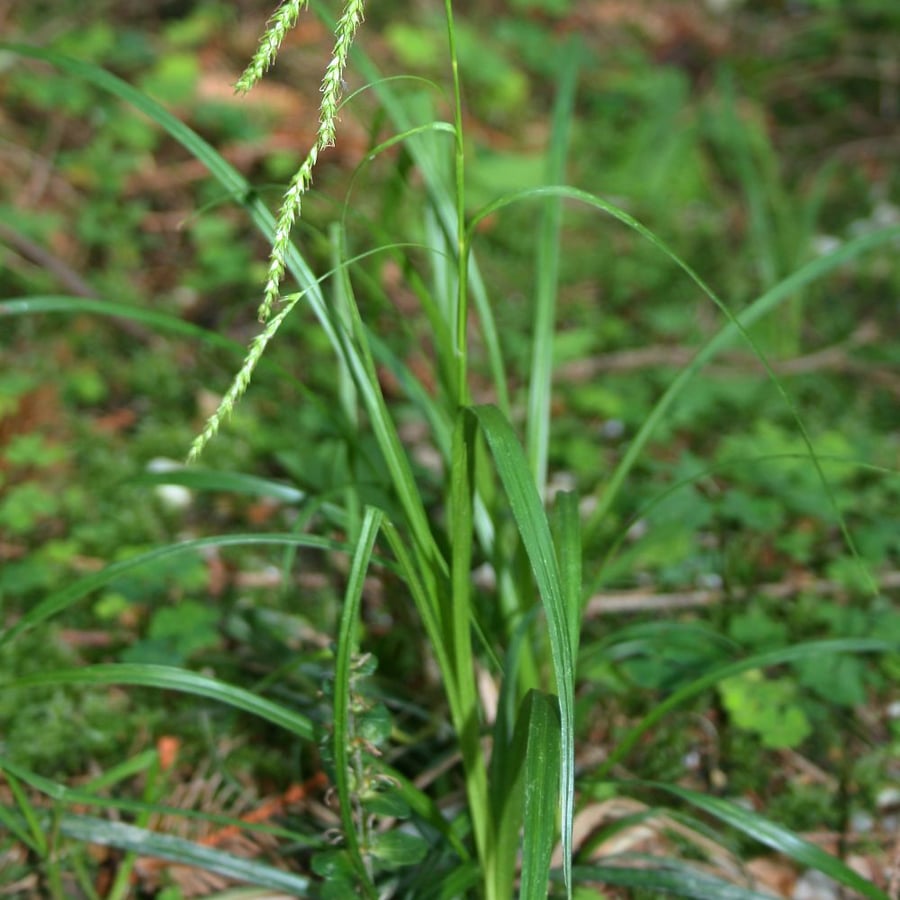 Boszegge (Carex sylvatica) zaden