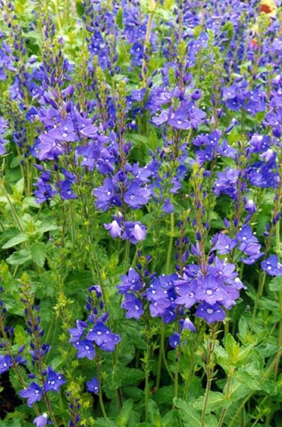 Brede ereprijs (Veronica austriaca ssp. teucrium) zaden