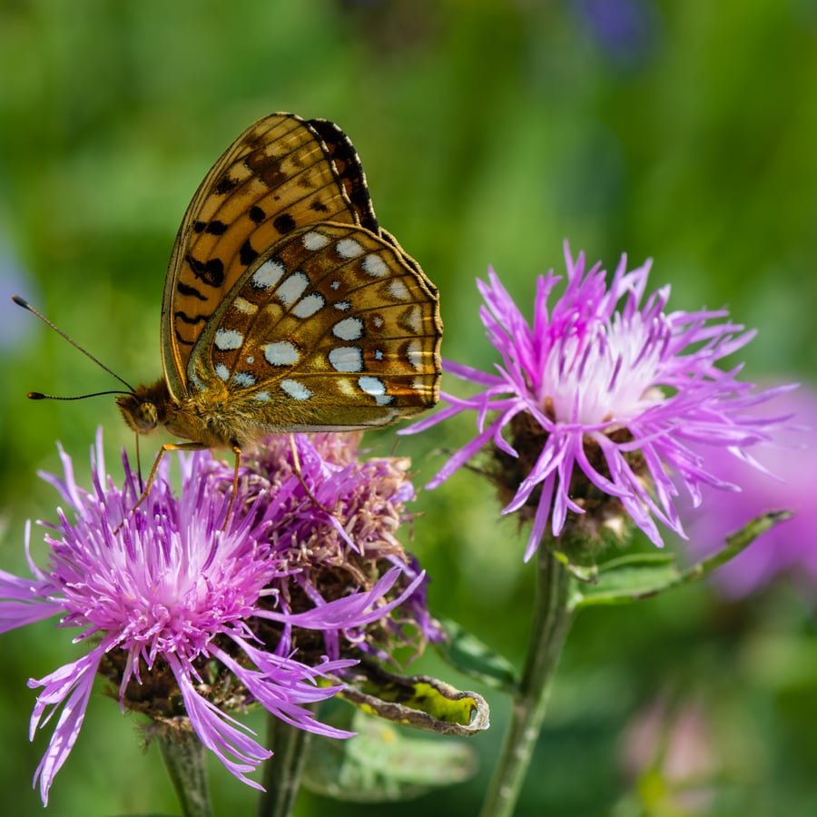 Knoopkruid (Centaurea jacea) zaden