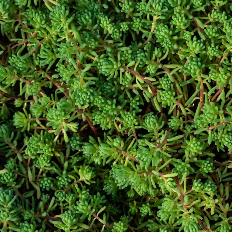 Tripmadam (Sedum rupestre) zaden