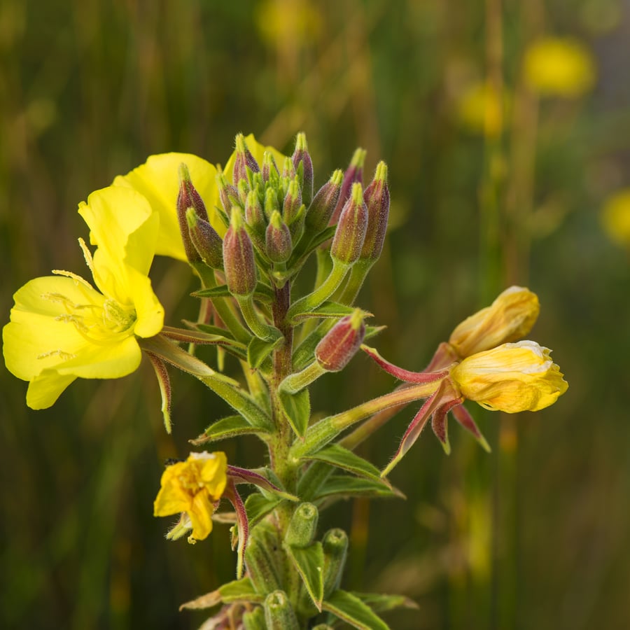 Middelste teunisbloem (Oenothera biennis) zaden