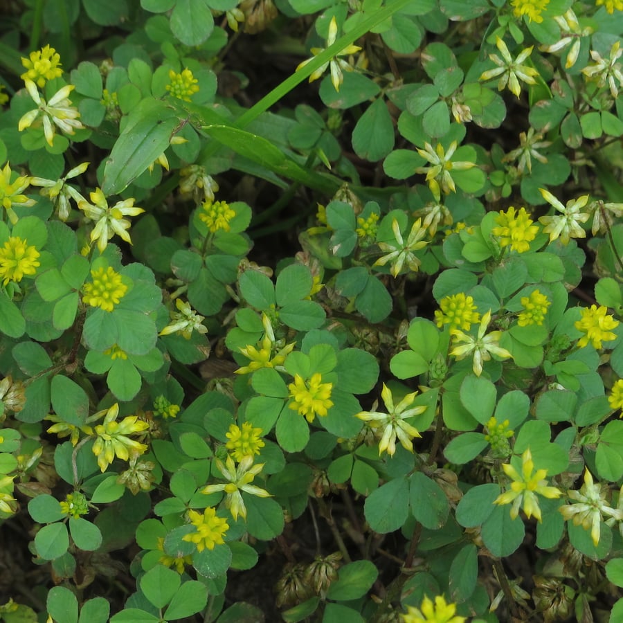 Kleine klaver (Trifolium dubium) zaden