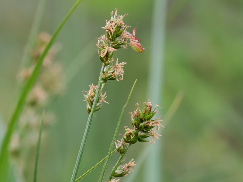 Dichte bermzegge (Carex muricata) zaden