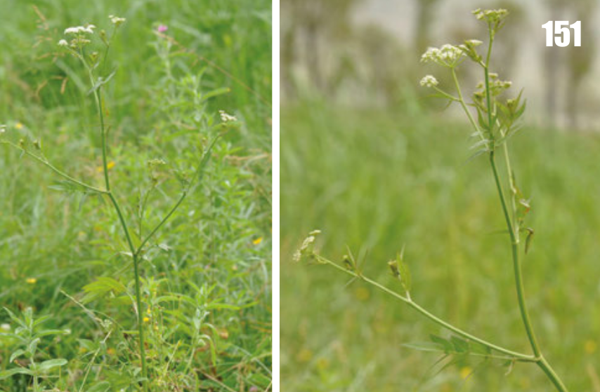 Suikerwortel (Sium sisarum) zaden