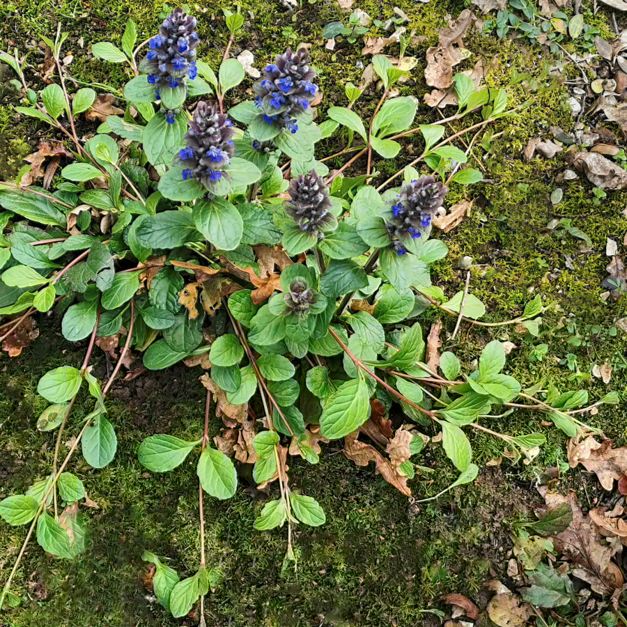 Kruipend zenegroen (Ajuga reptans) zaden