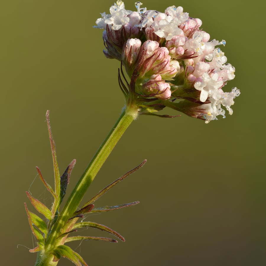 Echte valeriaan (Valeriana officinalis) zaden