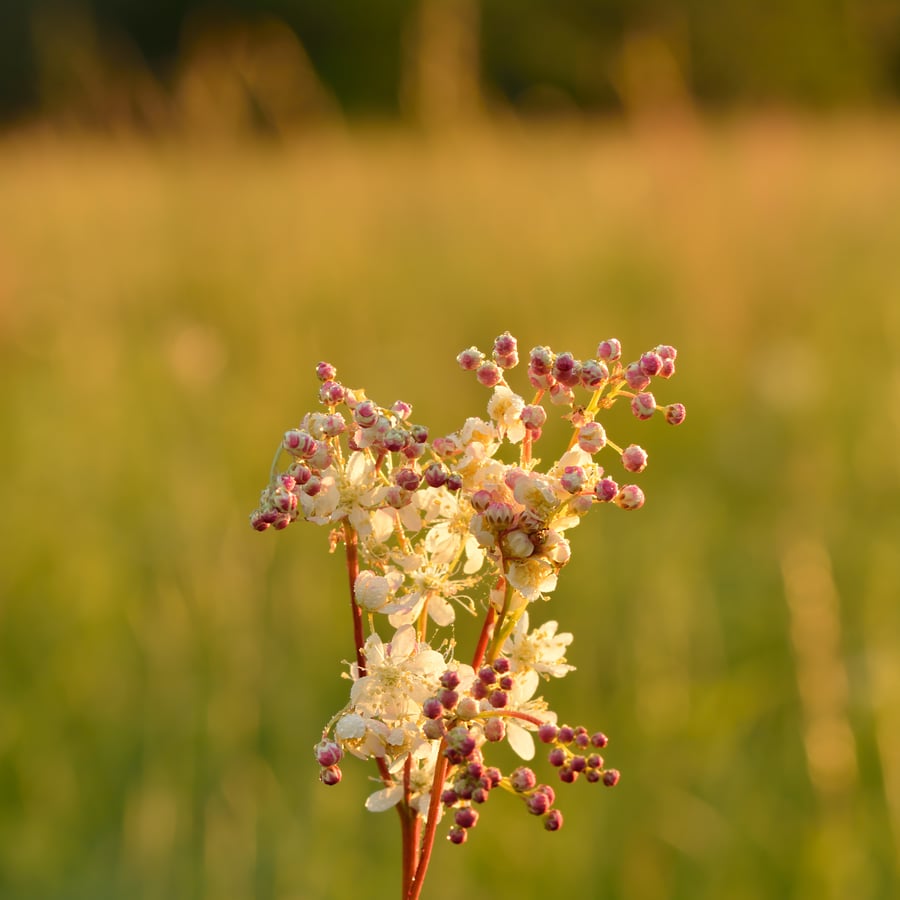 Knolspirea (Filipendula vulgaris) zaden