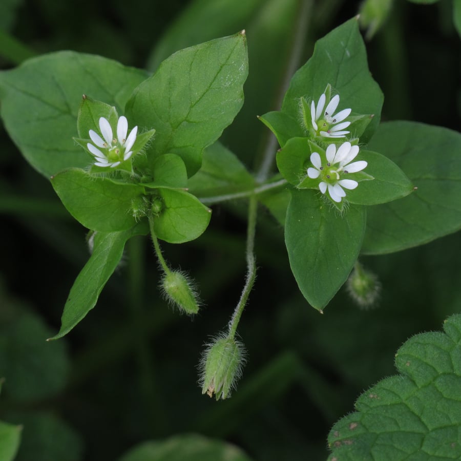 Vogelmuur (Stellaria media) zaden