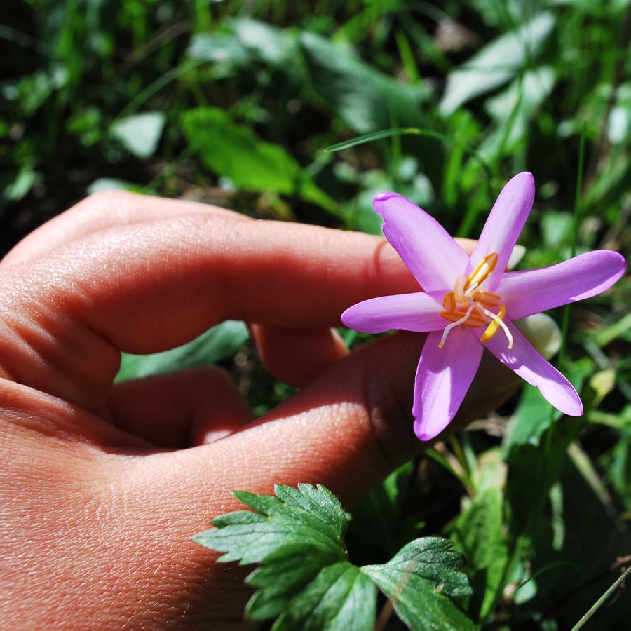 Herfsttijloos (Colchium autumnale) zaden