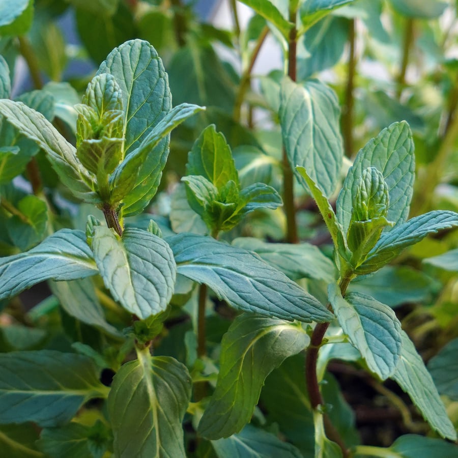 Aarmunt (Mentha spicata) zaden